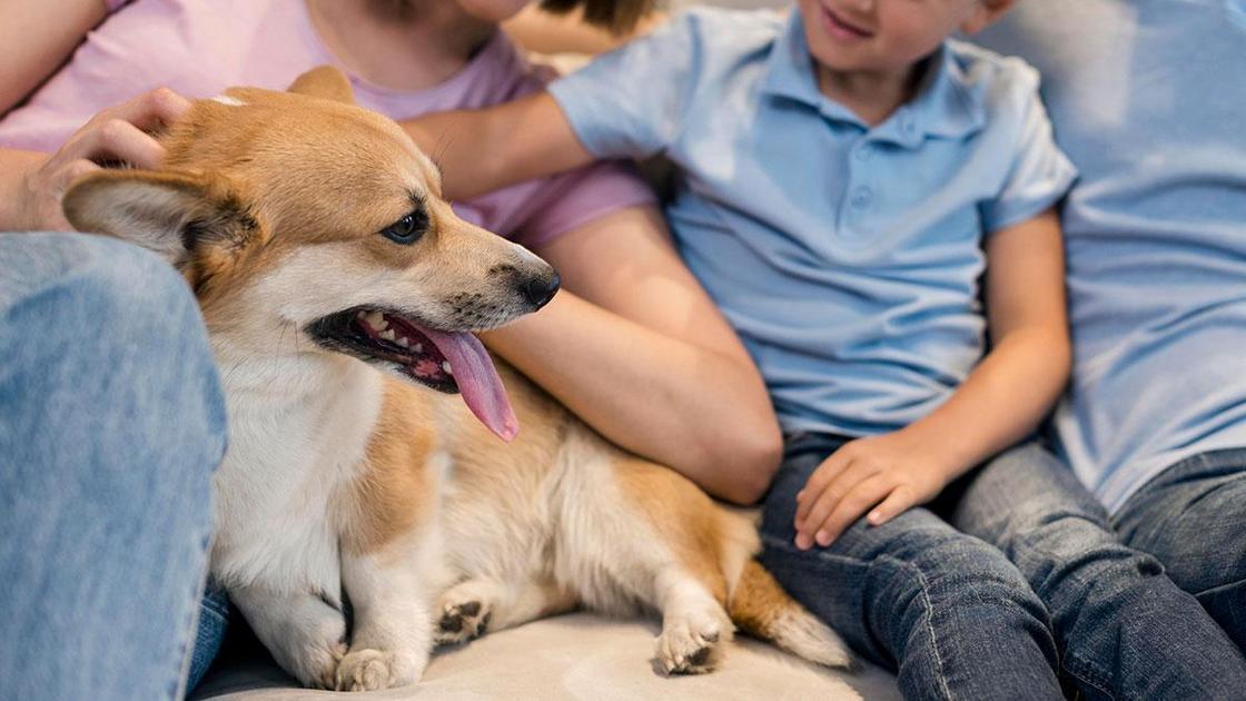 Entendendo a psicologia por trás do reforço positivo em animais de estimação Entendendo a psicologia por trás do reforço positivo em animais de estimação