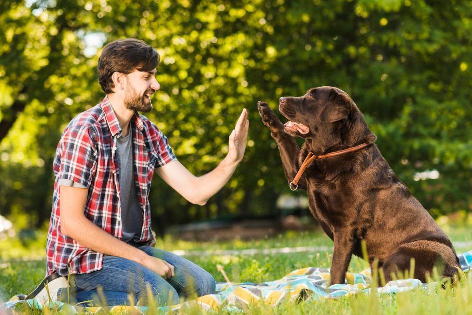 Entendendo as causas do latido excessivo em cachorros