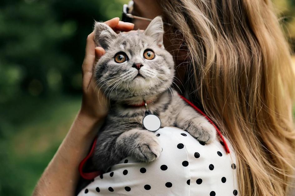 Entendendo o comportamento e necessidades de um gatinho Entendendo o comportamento e necessidades de um gatinho