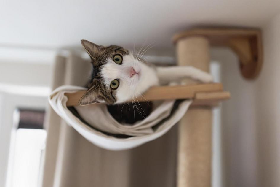 Entendendo os Riscos dos Carrapatos para Gatos
