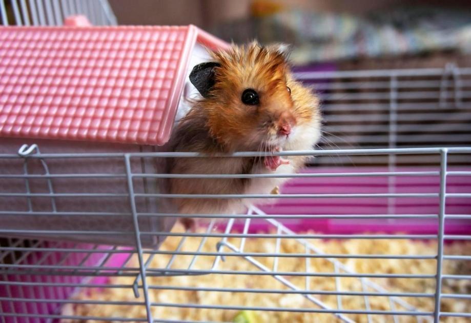 Fatores que Influenciam a Longevidade dos Hamsters Fatores que Influenciam a Longevidade dos Hamsters