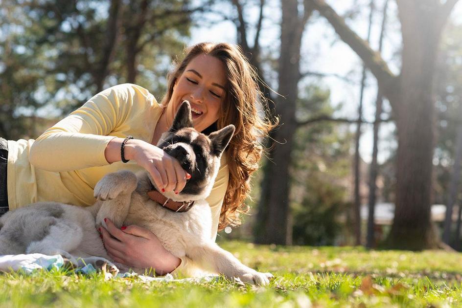 Ferramentas essenciais para um bom corte de pelo canino Ferramentas essenciais para um bom corte de pelo canino