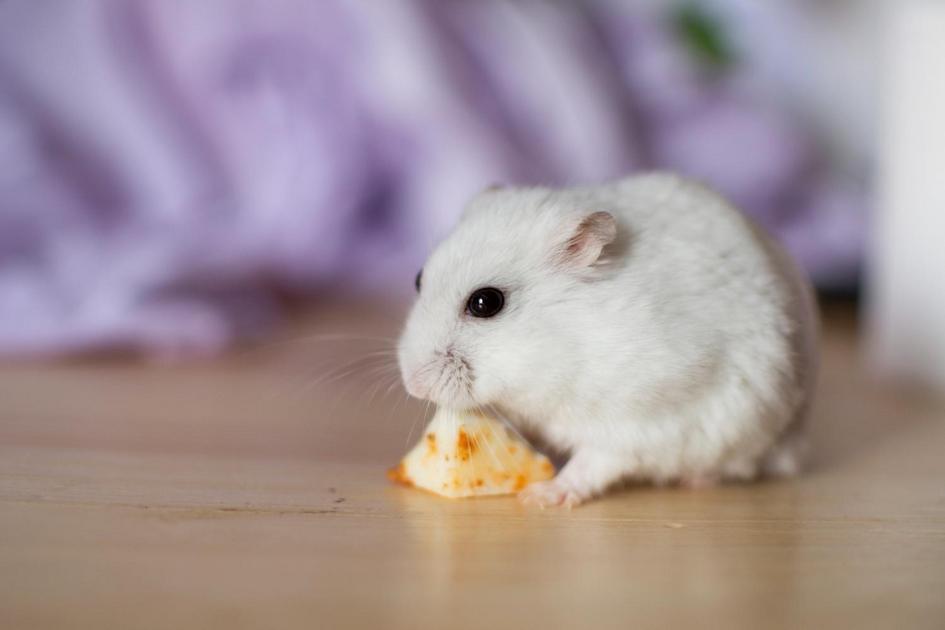 Frutas e Vegetais Seguros para seu Hamster Frutas e Vegetais Seguros para seu Hamster