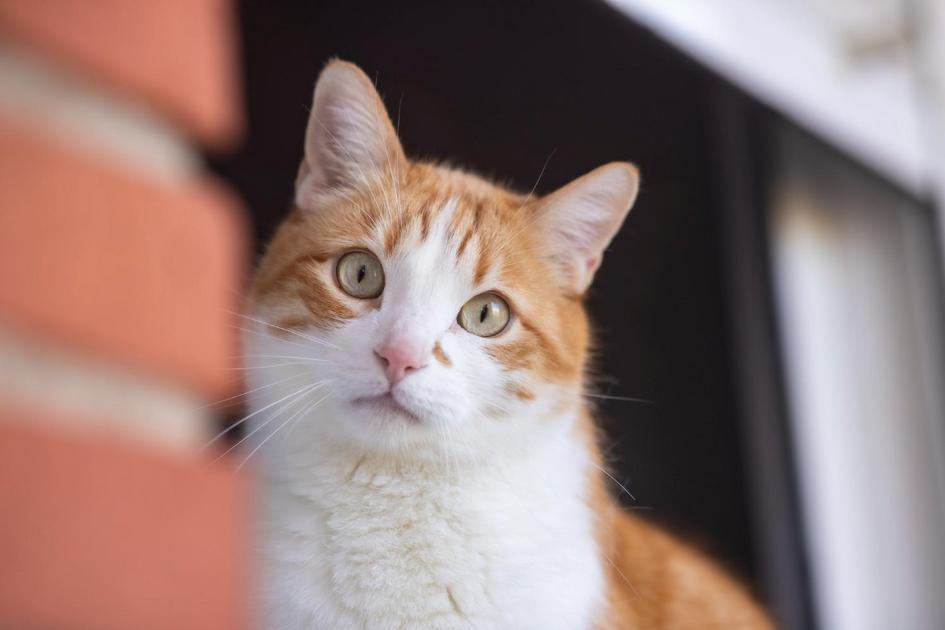 gato fêmea no cio