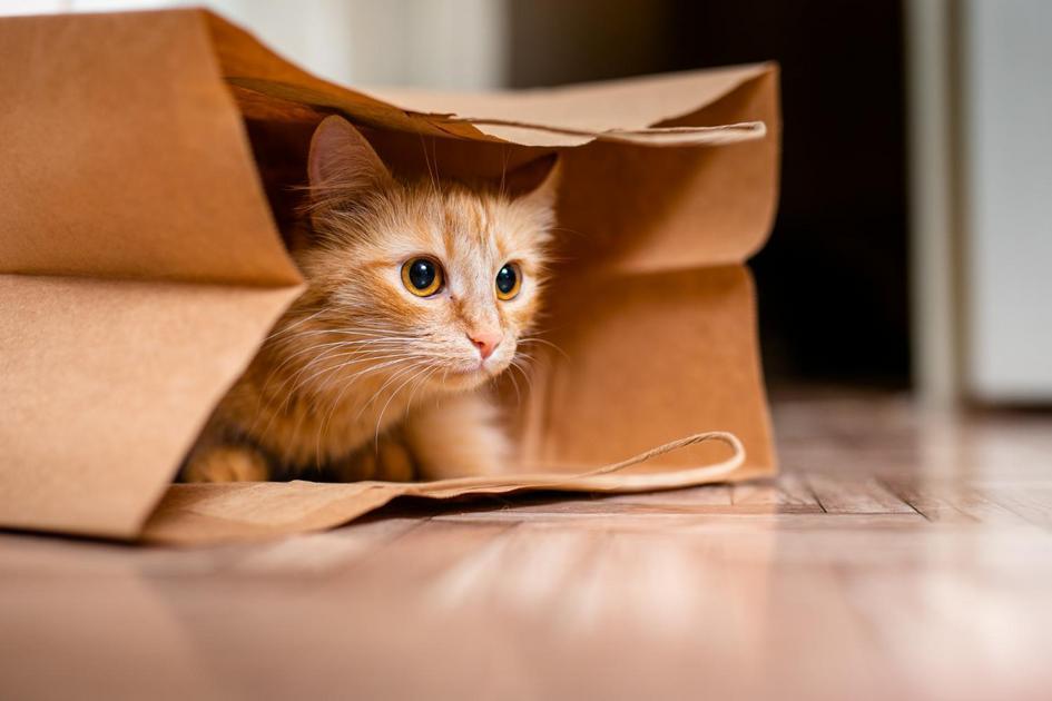 gato pega carrapato