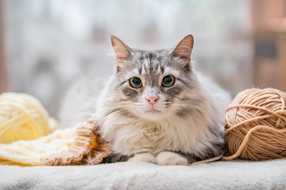 gato pode comer mamão