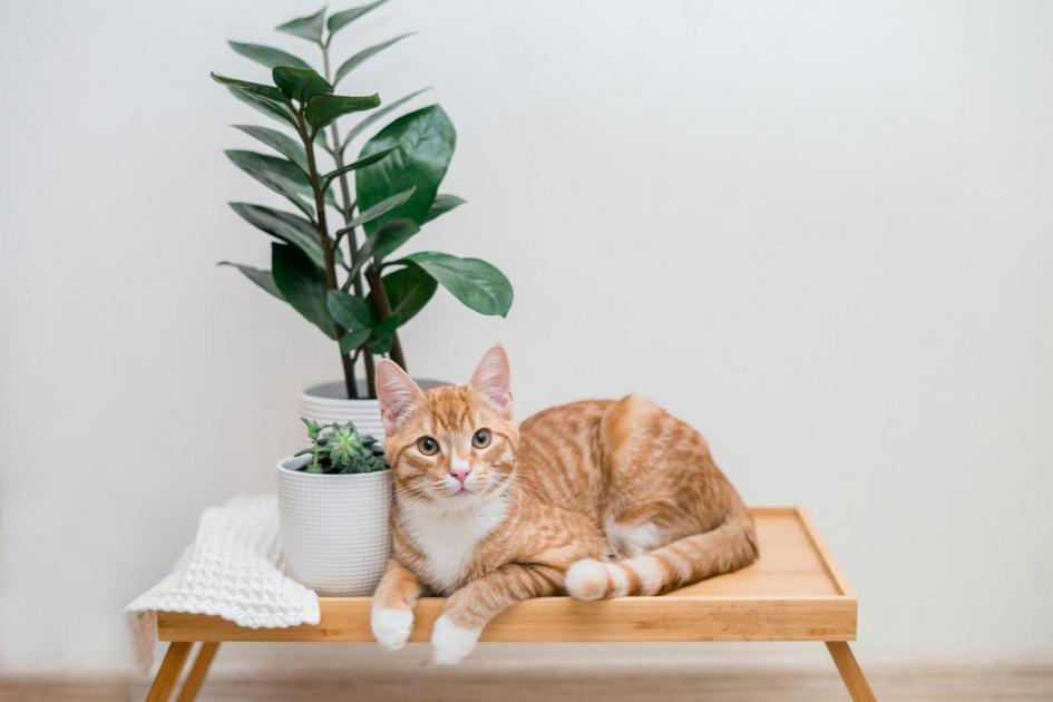 Gatos e Seus Nove Vidas: Desvendando o Mito