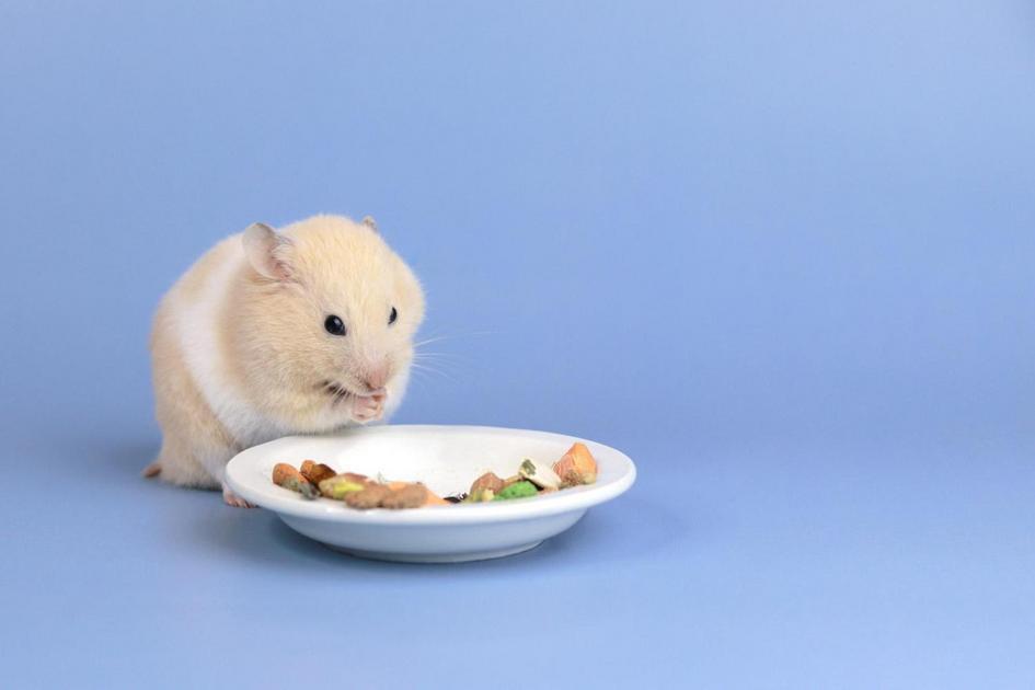 hamster dura quanto tempo