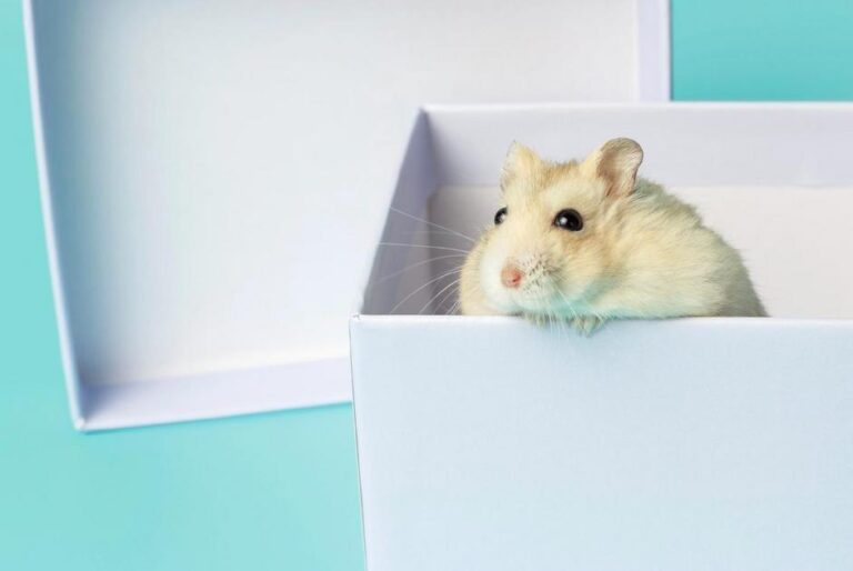 hamsters chines