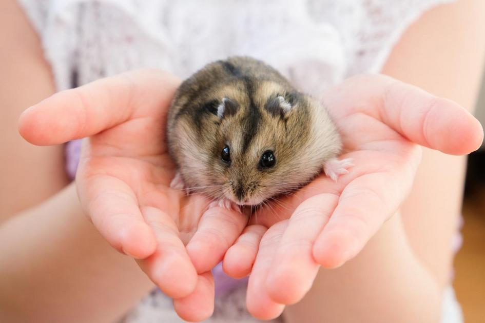 Ideias Criativas de Nomes para Seu Novo Hamster