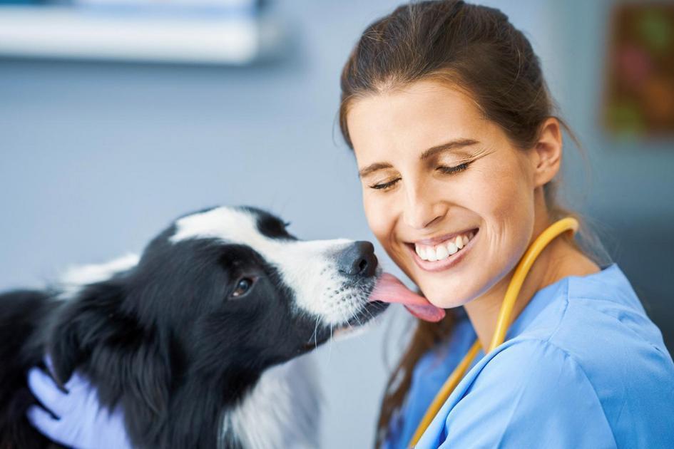Identificando e Entendendo os Vermes em Cachorros Identificando e Entendendo os Vermes em Cachorros
