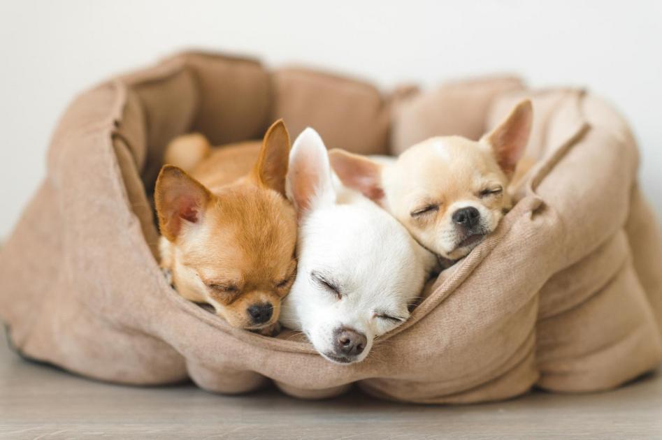 Ingredientes Naturais Eficazes para Ensinar Cães Onde Urinar