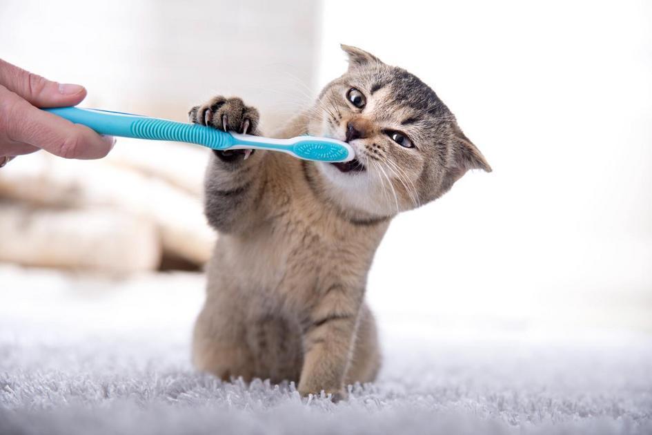 Inspiração em Personagens Famosos para Nomear Seu Gato Inspiração em Personagens Famosos para Nomear Seu Gato