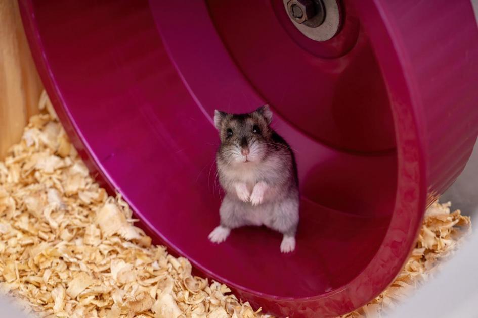 Interagindo corretamente com seu pequeno pet