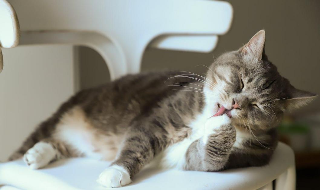 Interpretando sinais: a comunicação oculta por trás de um gato aparecendo do nada