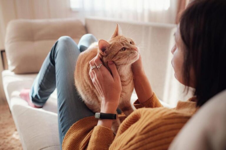 Jogos para gatos