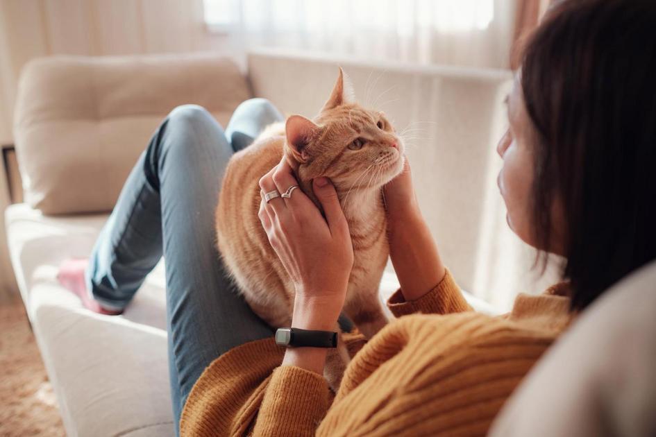 Jogos para gatos