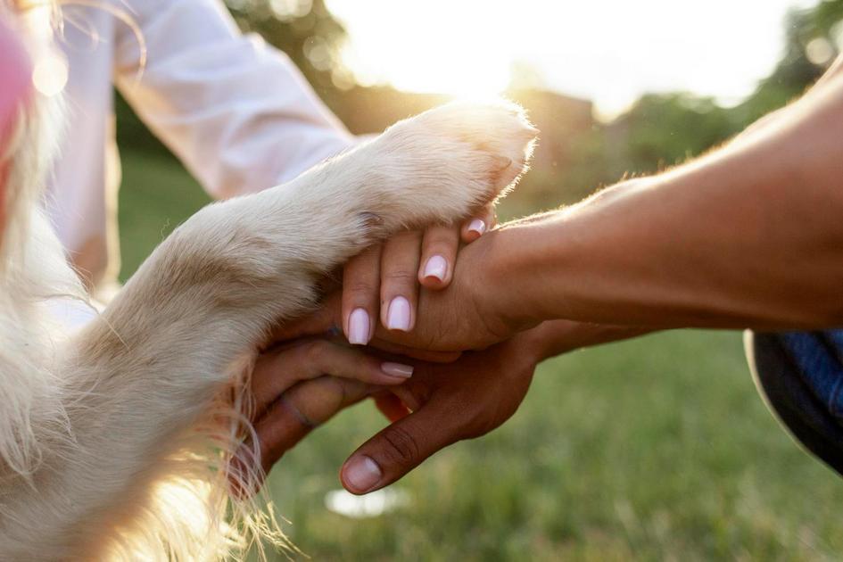 Mantendo a Rotina Alimentar e de Exercícios dos Pets na Sua Ausência Mantendo a Rotina Alimentar e de Exercícios dos Pets na Sua Ausência