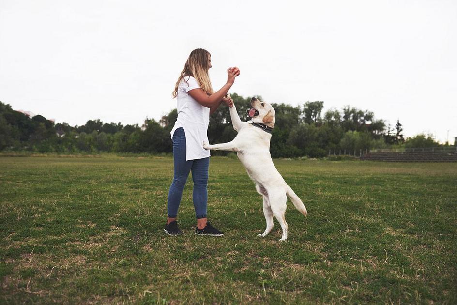 Nomes de Cachorro Populares e Suas Origens Nomes de Cachorro Populares e Suas Origens