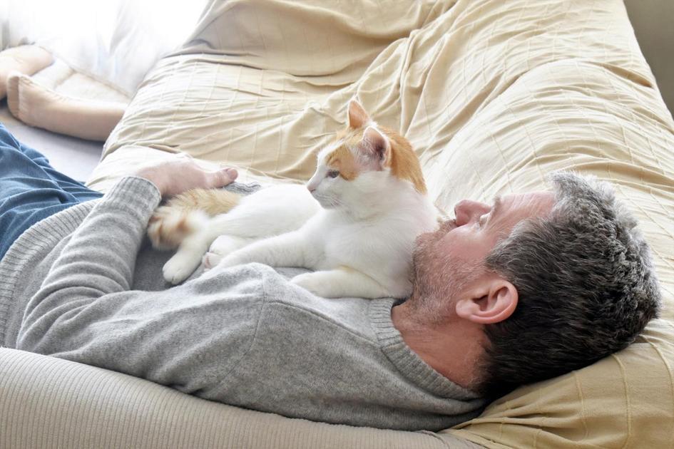 Nomes de Gatos Famosos e Seus Significados Interessantes Nomes de Gatos Famosos e Seus Significados Interessantes