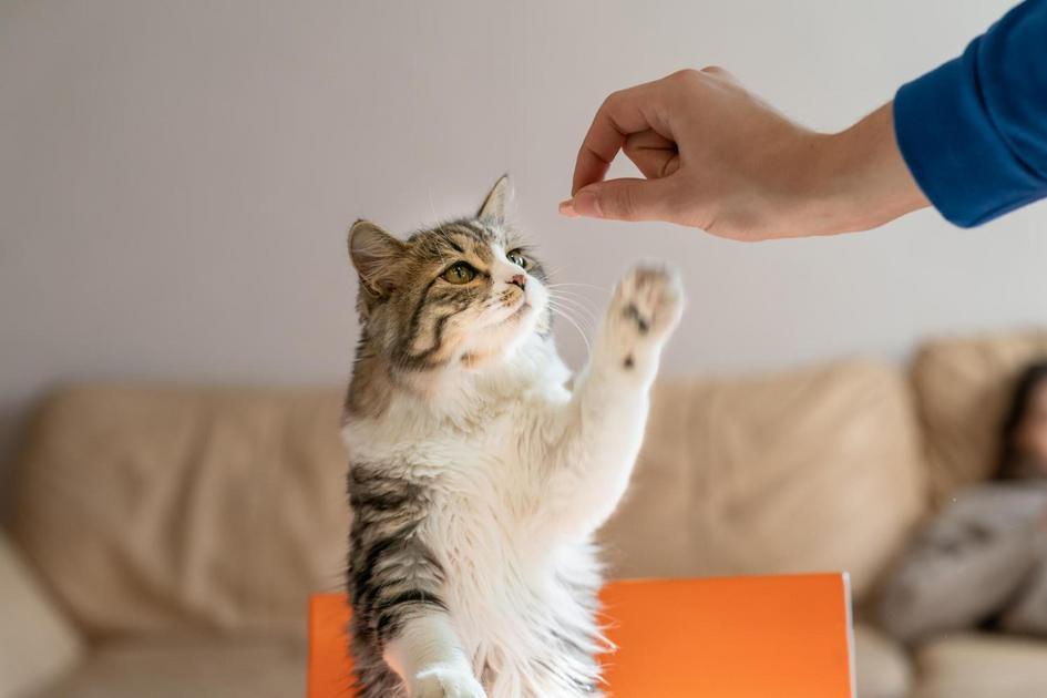 nomes para gato fêmea