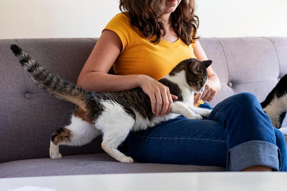 nomes para gato
