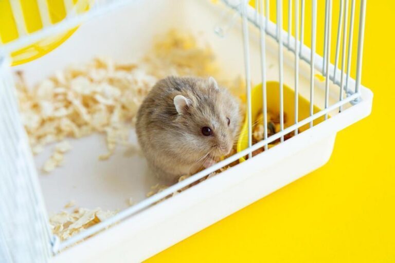 nomes para hamster