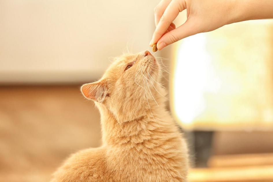 O Desenvolvimento Físico dos Felinos Domésticos O Desenvolvimento Físico dos Felinos Domésticos