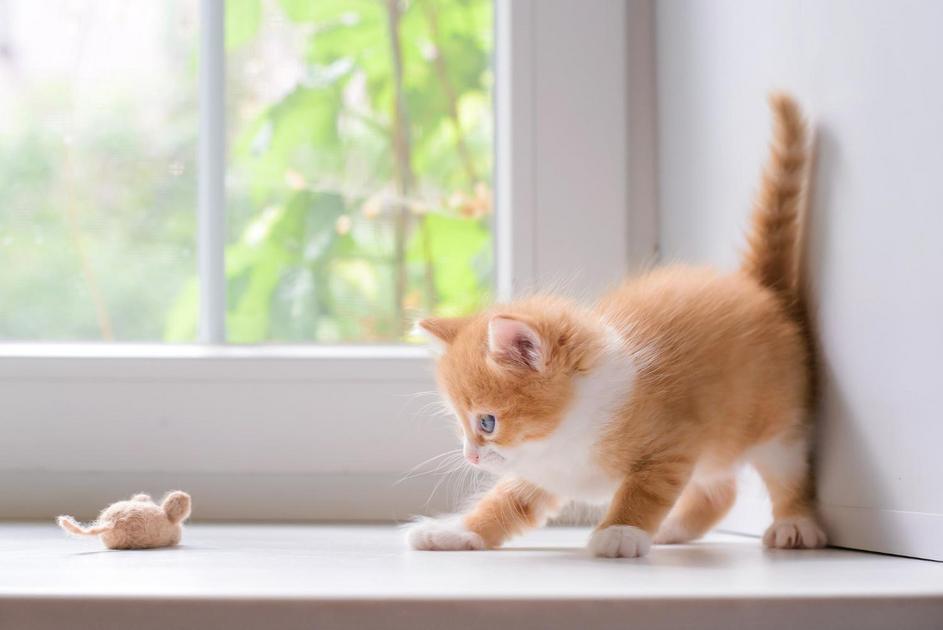 O Mistério do Sono Felino: Saúde e Comportamento dos Gatos