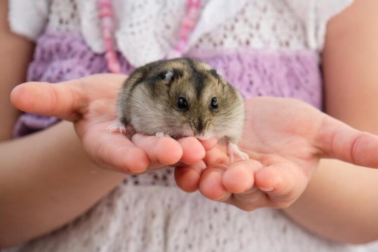 o que dar para hamster comer