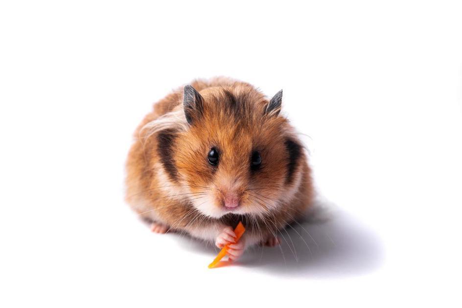 o que hamster gosta de comer