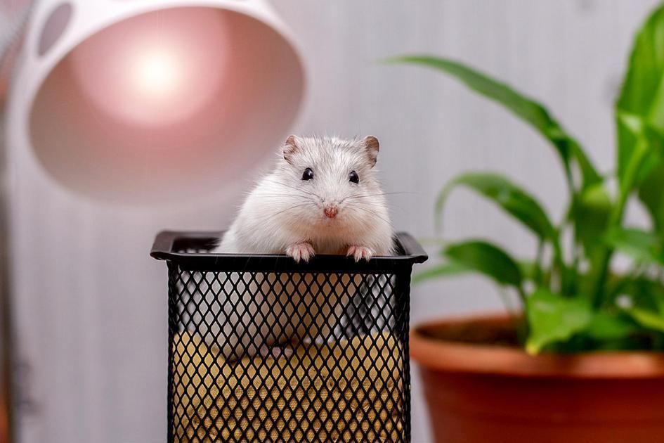 o que hamsters podem comer