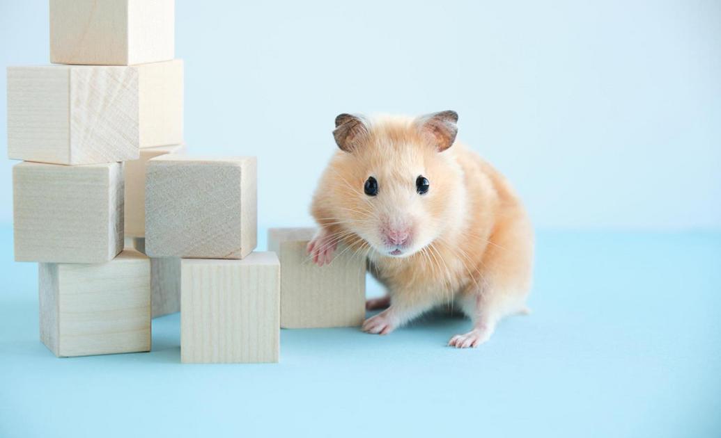 o que os hamsters podem comer