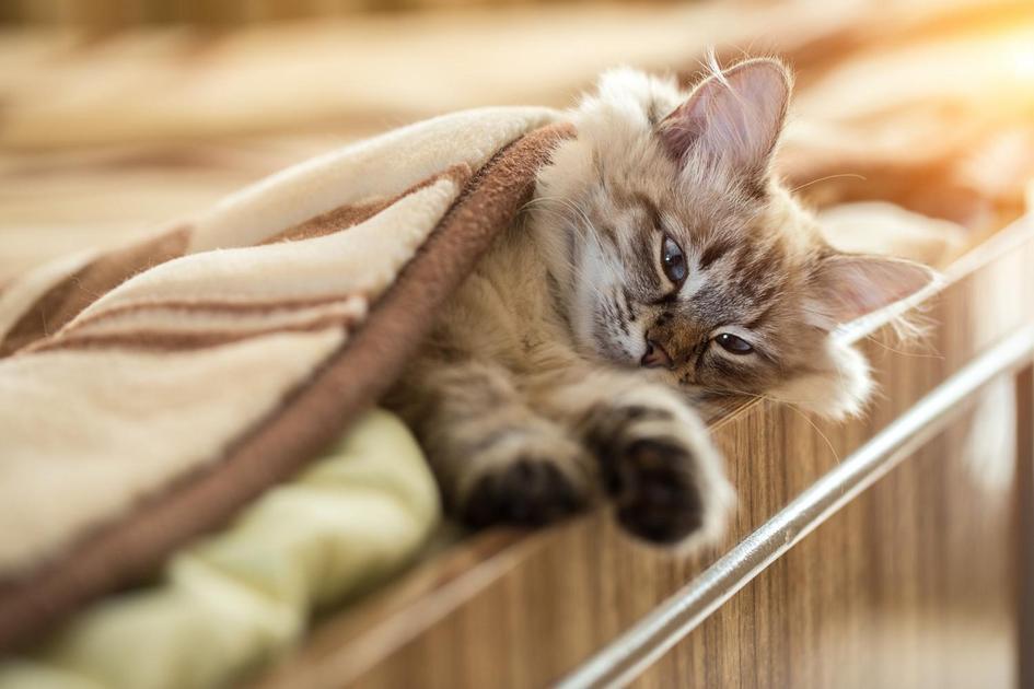 Óleos Essenciais e Plantas: Perigos Ocultos para os Felinos Óleos Essenciais e Plantas: Perigos Ocultos para os Felinos