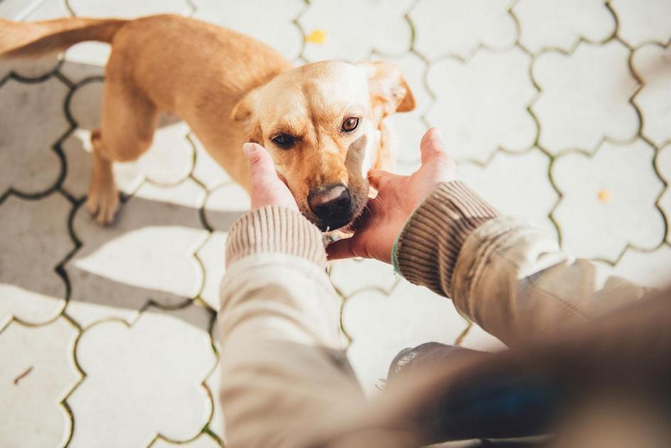 Orientações Veterinárias para a Comida Caseira de Cães