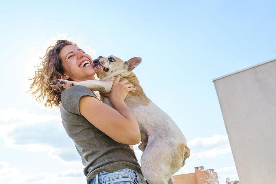 Os Benefícios do Feijão na Dieta Canina Os Benefícios do Feijão na Dieta Canina