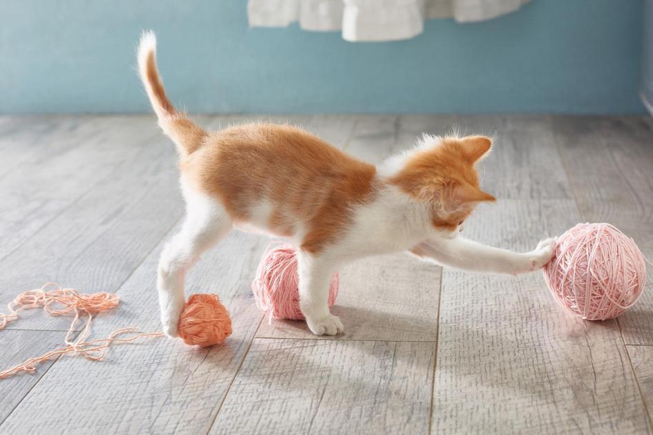 Os benefícios do mamão na dieta dos felinos Os benefícios do mamão na dieta dos felinos