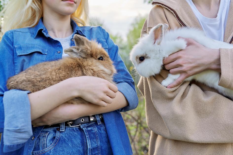 Os Melhores Tipos de Alimento Para Coelhos Domésticos Os Melhores Tipos de Alimento Para Coelhos Domésticos