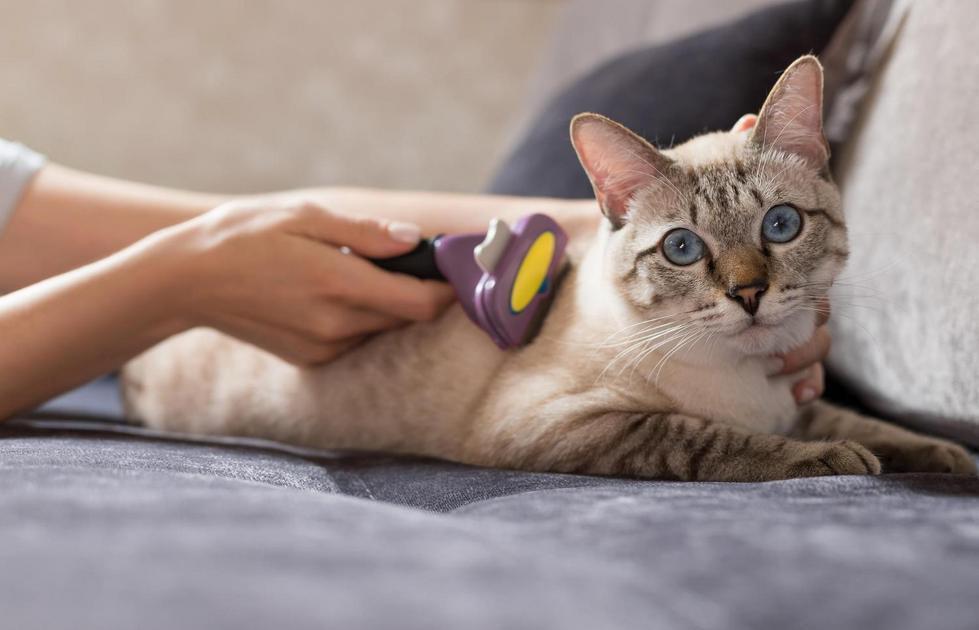 Passo a Passo Básico para Adestrar seu Gato com Sucesso Passo a Passo Básico para Adestrar seu Gato com Sucesso