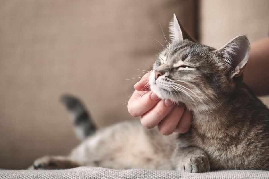 porque gato ronrona