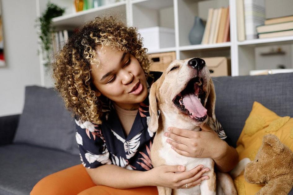 Precauções e dicas para prevenir que seu cachorro se perca