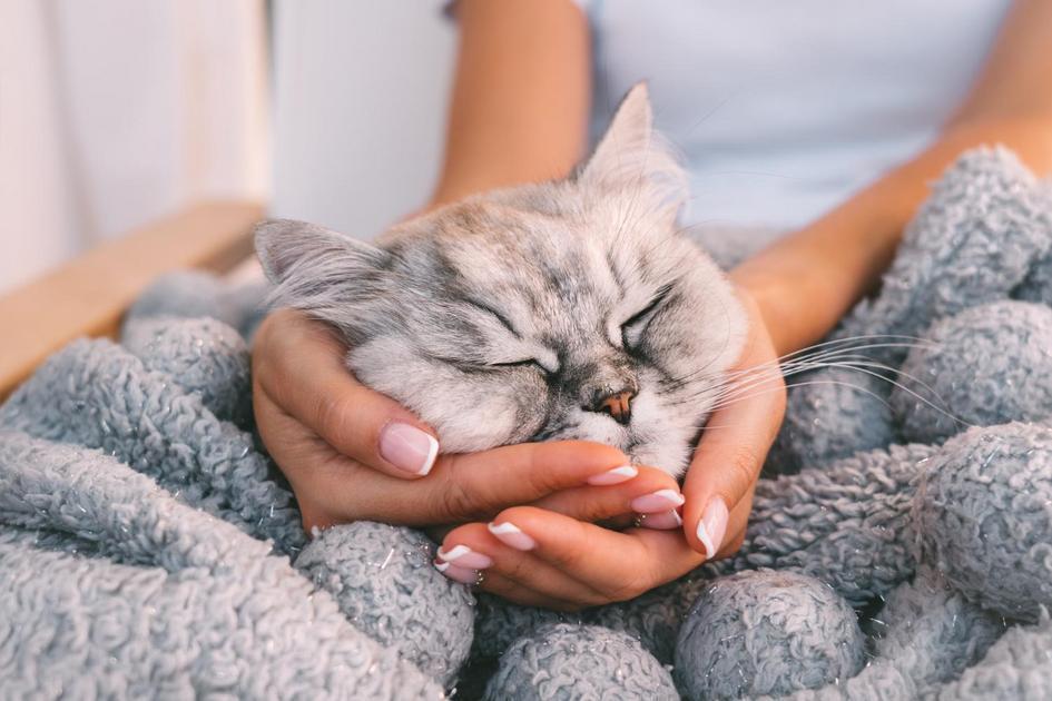 Preparando um Espaço Acolhedor para o Seu Gatinho Bebê Preparando um Espaço Acolhedor para o Seu Gatinho Bebê