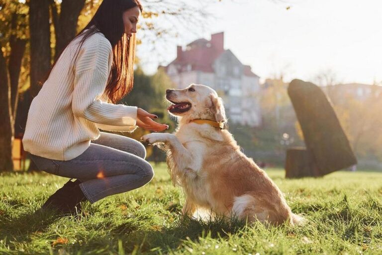 qual valor para adestrar um cachorro