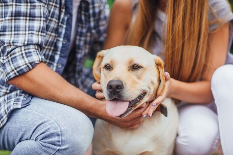 quanto custa para adestrar um cão