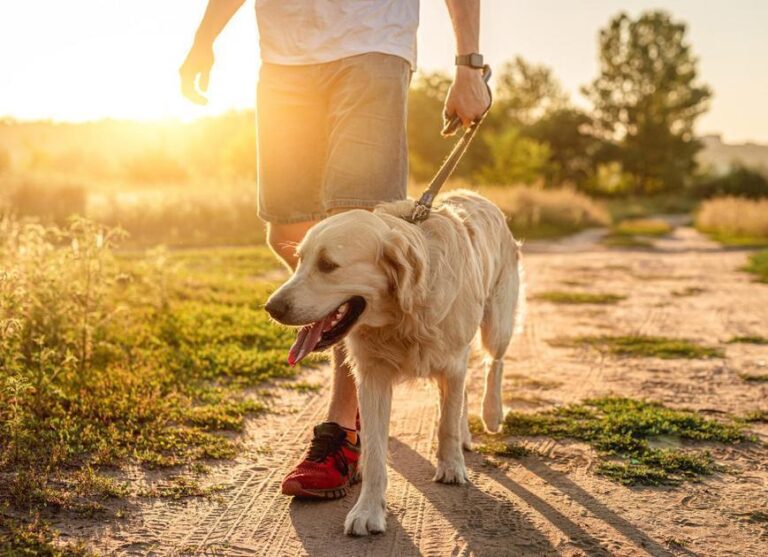 quantos anos vive um cachorro