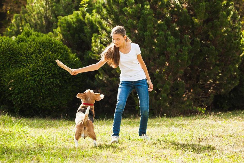 Raças de Cachorros Silenciosos Ideais para Apartamento