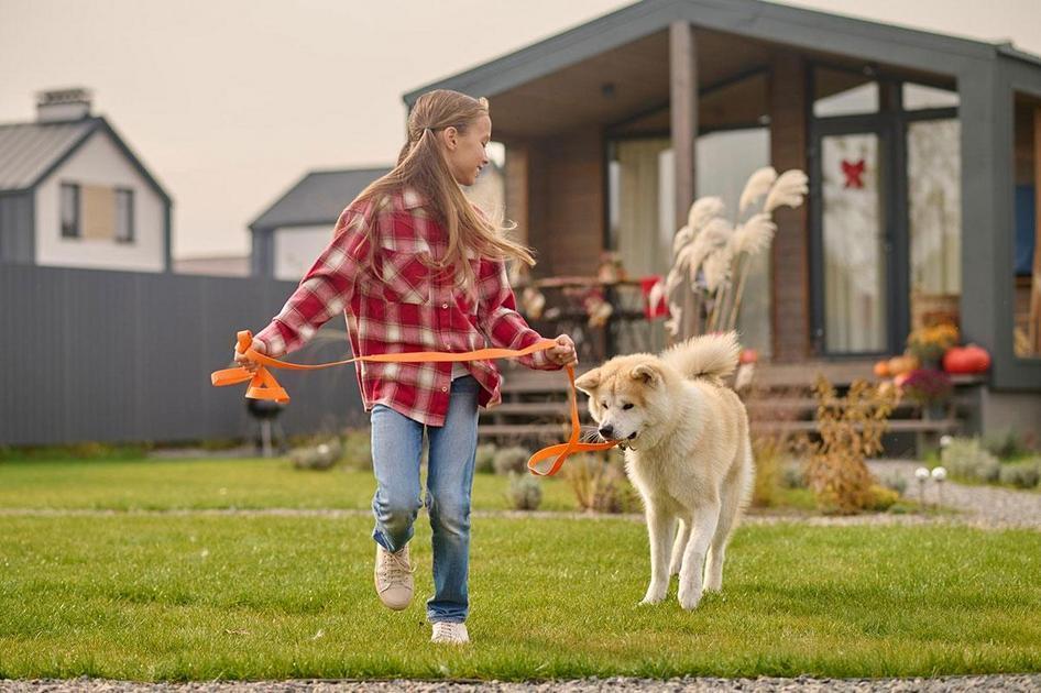 Razões Médicas e Psicológicas para Caninos Ingerirem Coprofagia Razões Médicas e Psicológicas para Caninos Ingerirem Coprofagia