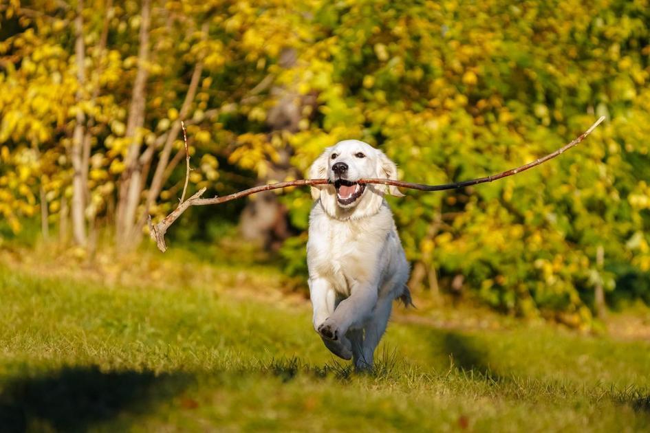 Recompensas e Reforço Positivo no Adestramento