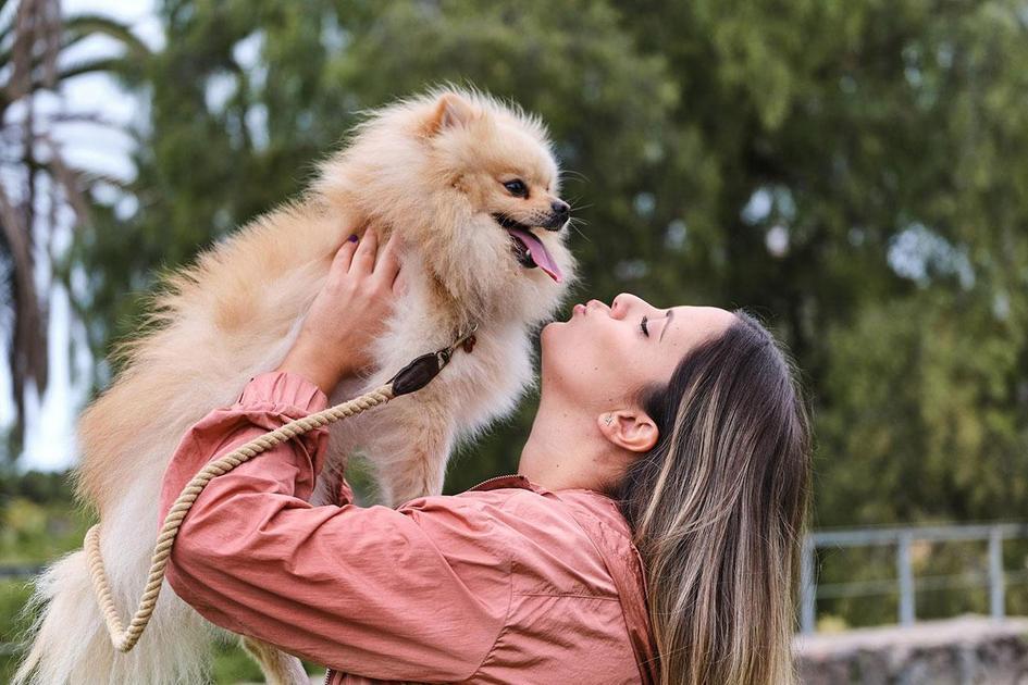 Sinais de alerta ao dar caqui para seu animal de estimação