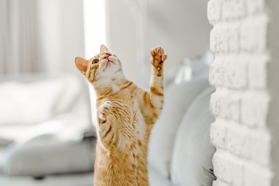 Sinais Físicos que Revelam Quantos Meses Tem um Gato